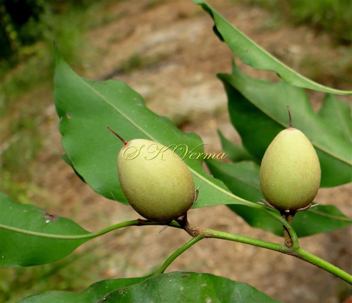  Fruits